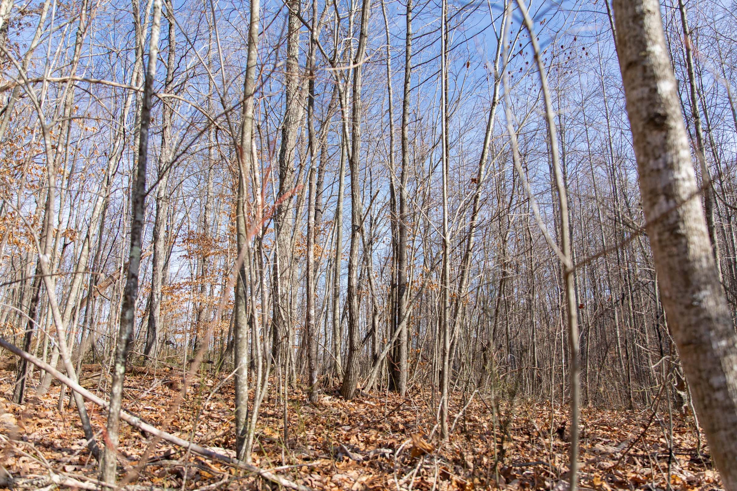 Blackstone Mountain Phase I Tract 37 photo 3