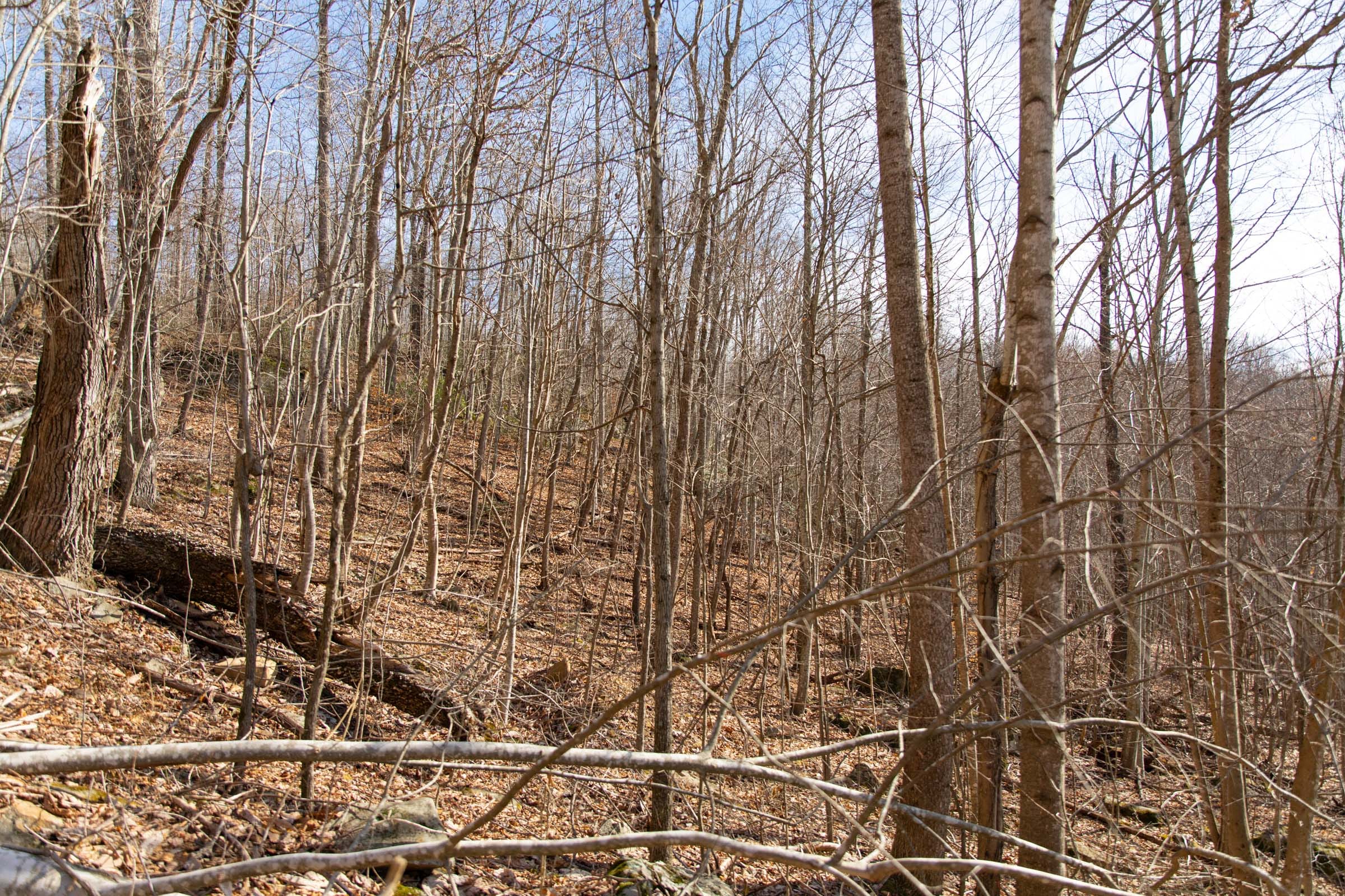 Blackstone Mountain Phase I Tract 37 photo 7