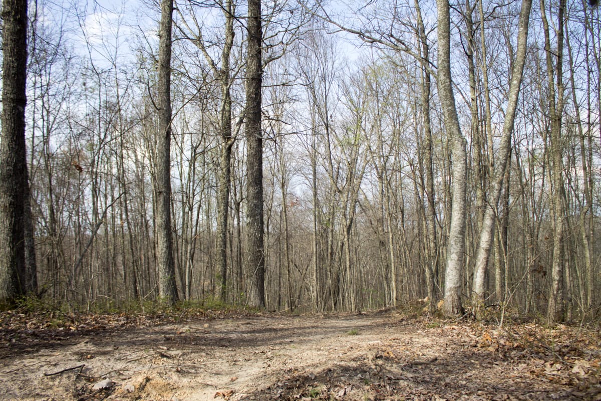 Chestnut Oak Ridge Tract 19 photo 3