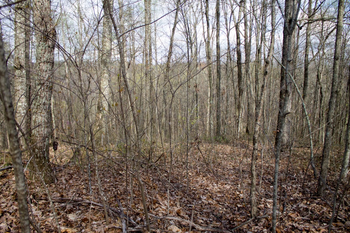 Chestnut Oak Ridge Tract 19 photo 4
