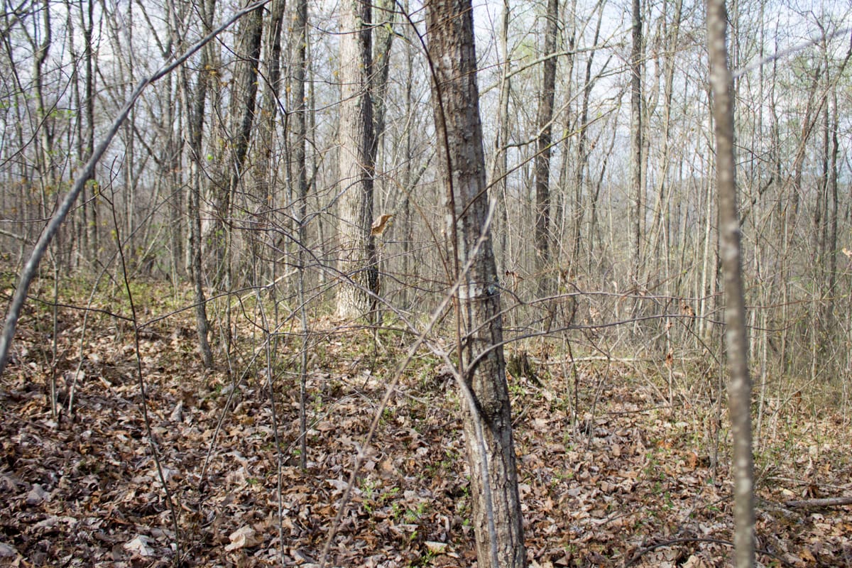 Chestnut Oak Ridge Tract 19 photo 5