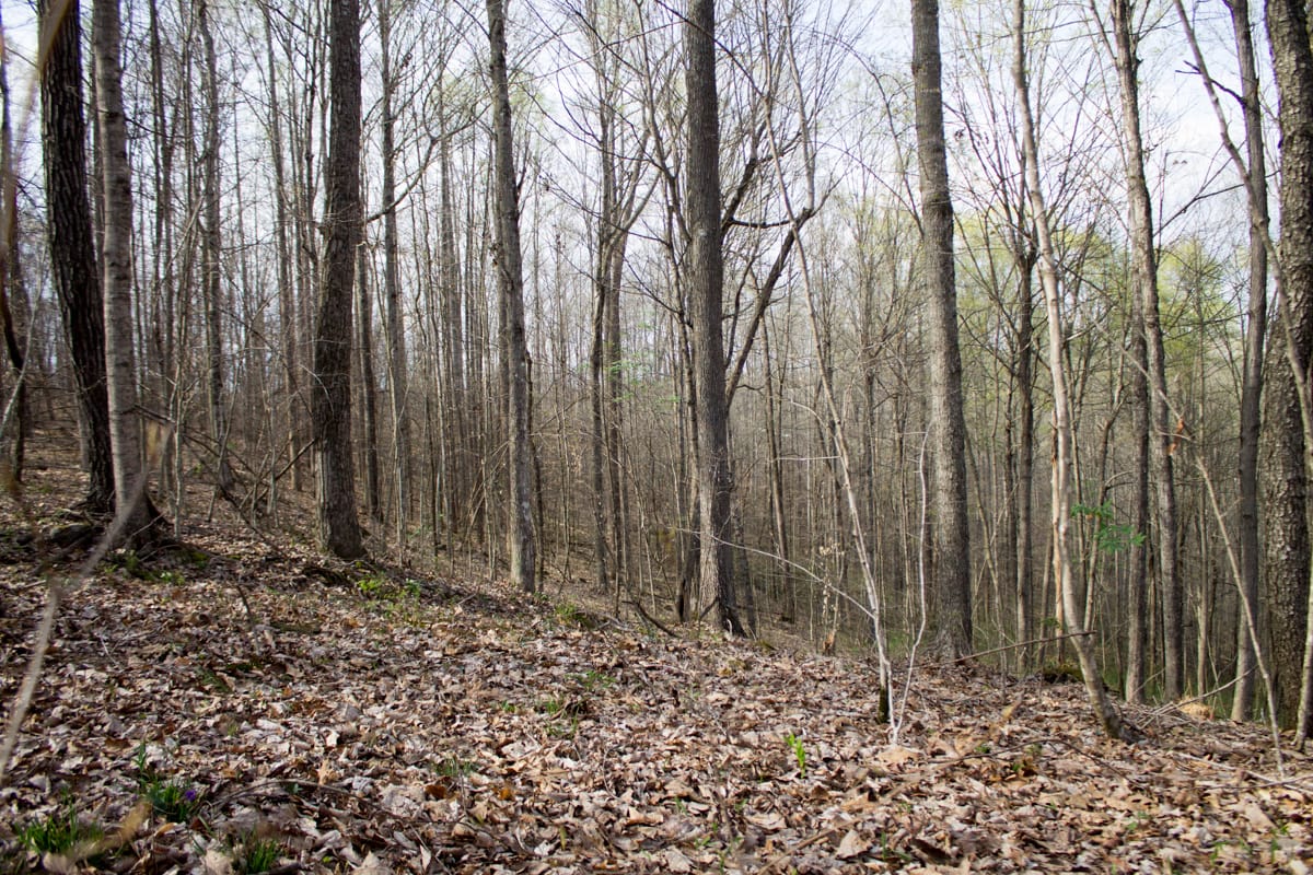 Chestnut Oak Ridge Tract 19 photo 6