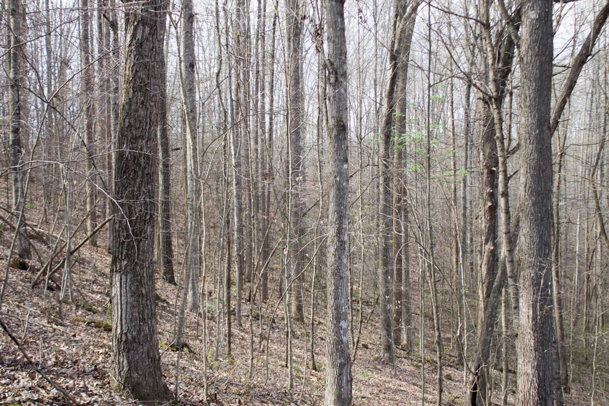 Chestnut Oak Ridge Tract 19 photo 7