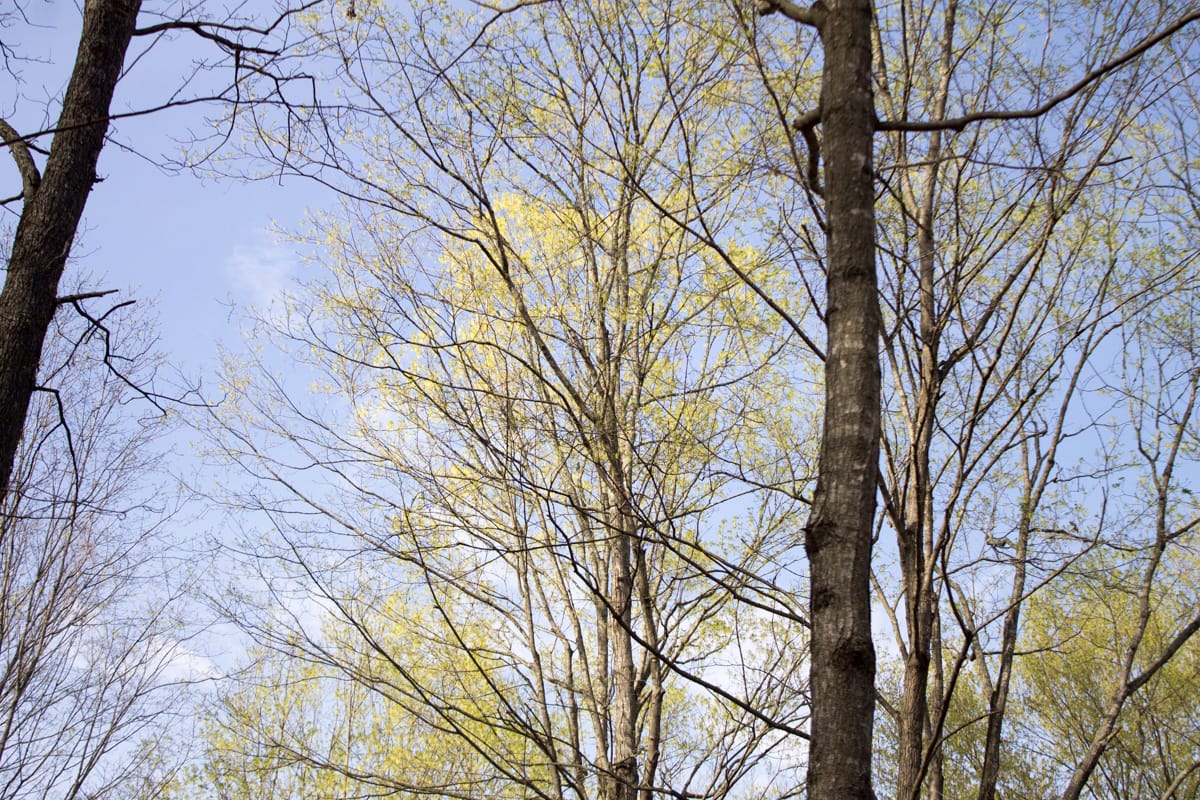 Chestnut Oak Ridge Tract 19 photo 8