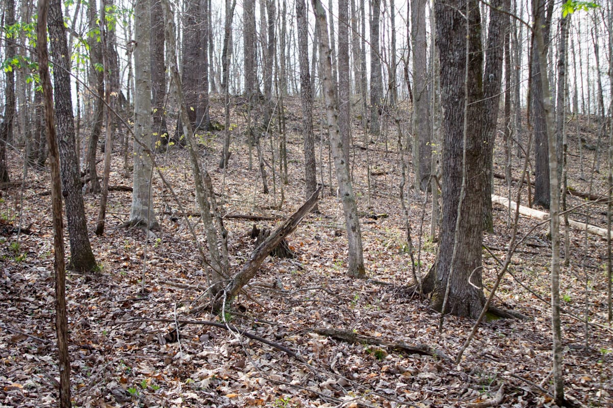 Chestnut Oak Ridge Tract 19 photo 9