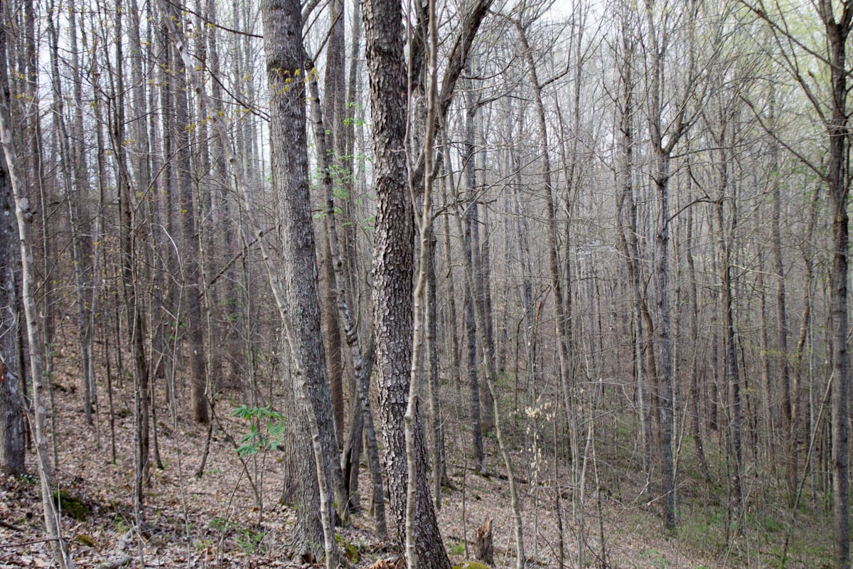 Chestnut Oak Ridge Tract 19 photo 11