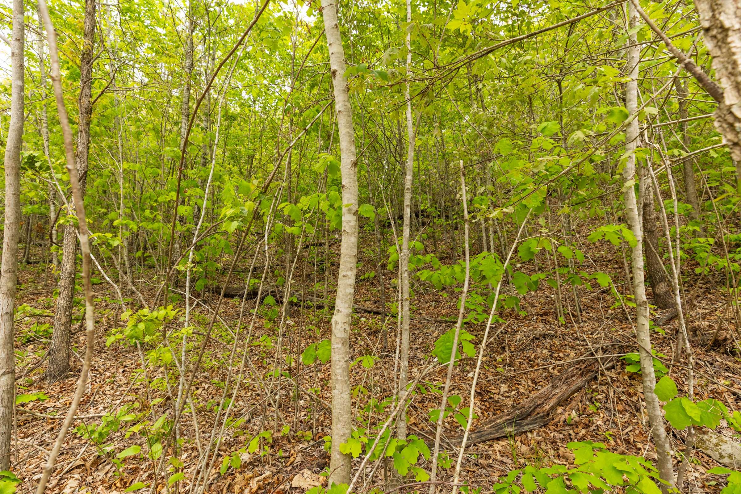 Double S Ranch Tract 7 photo 11