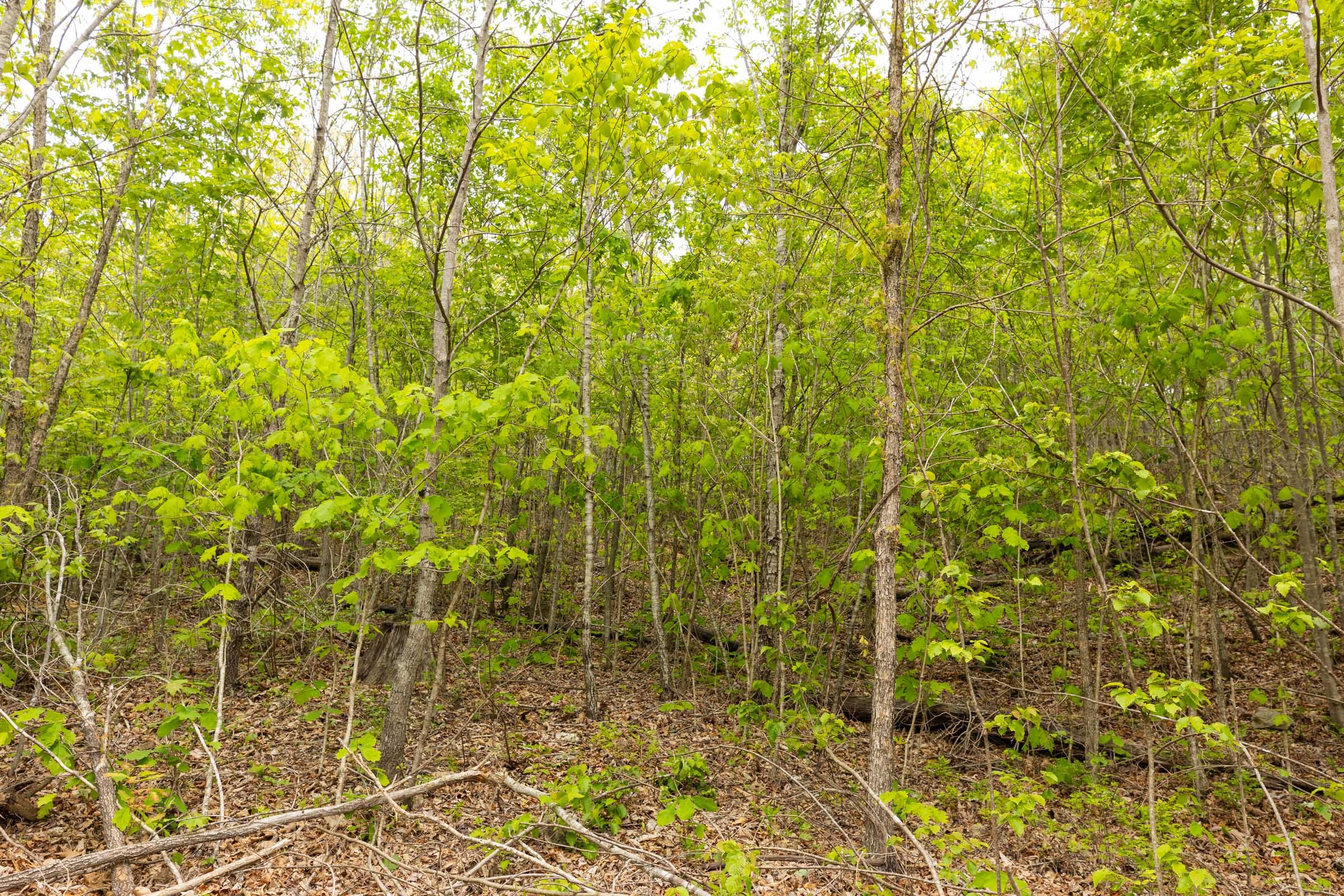 Double S Ranch Tract 7 photo 9