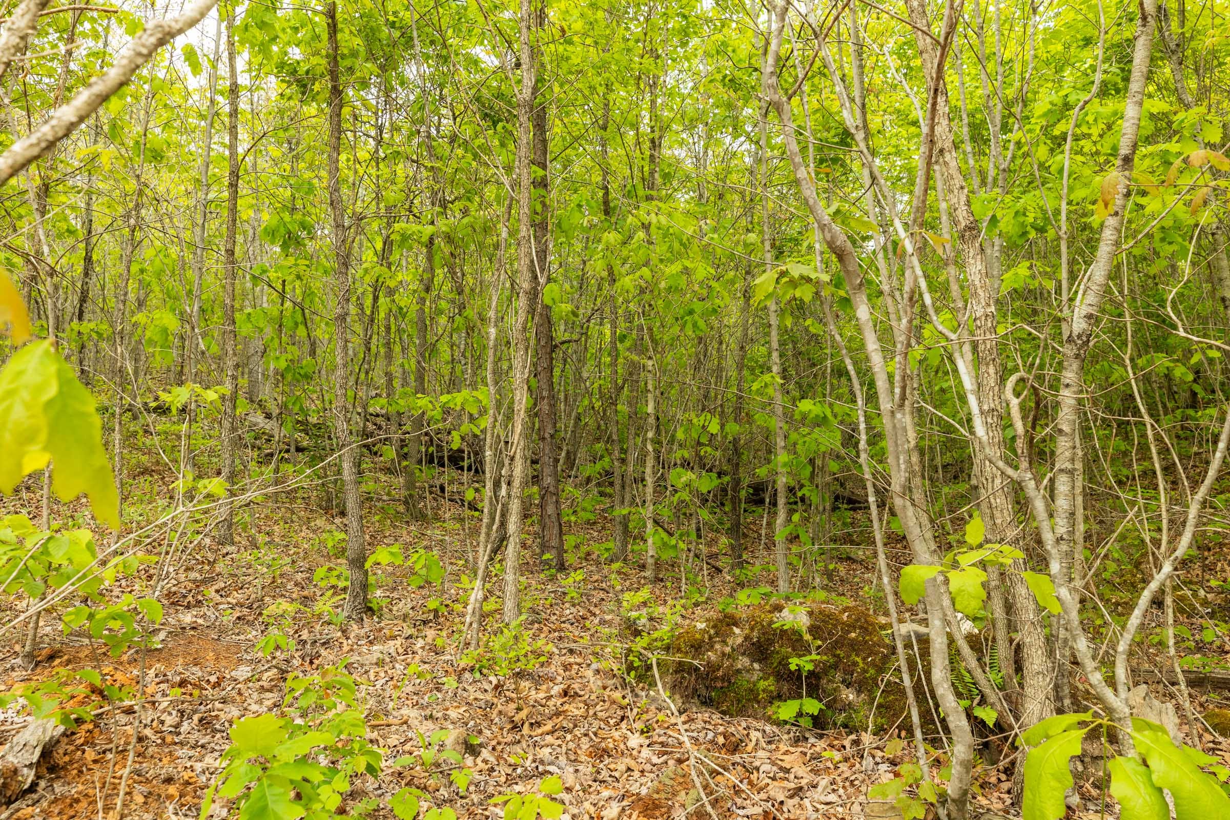 Double S Ranch Tract 7 photo 8