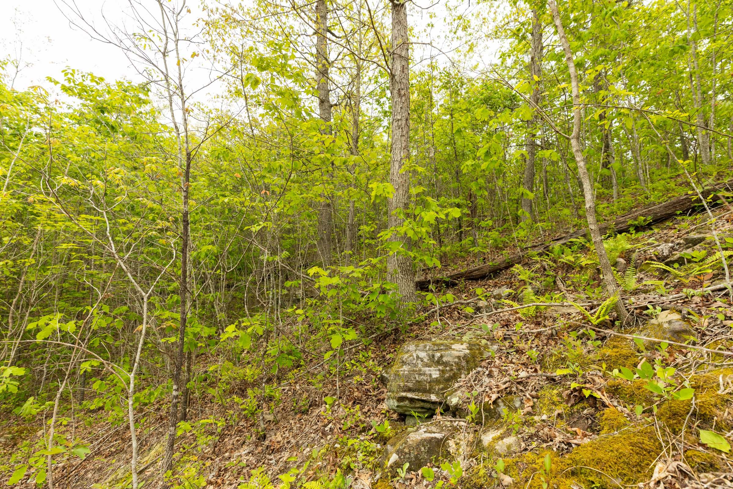 Double S Ranch Tract 7 photo 5