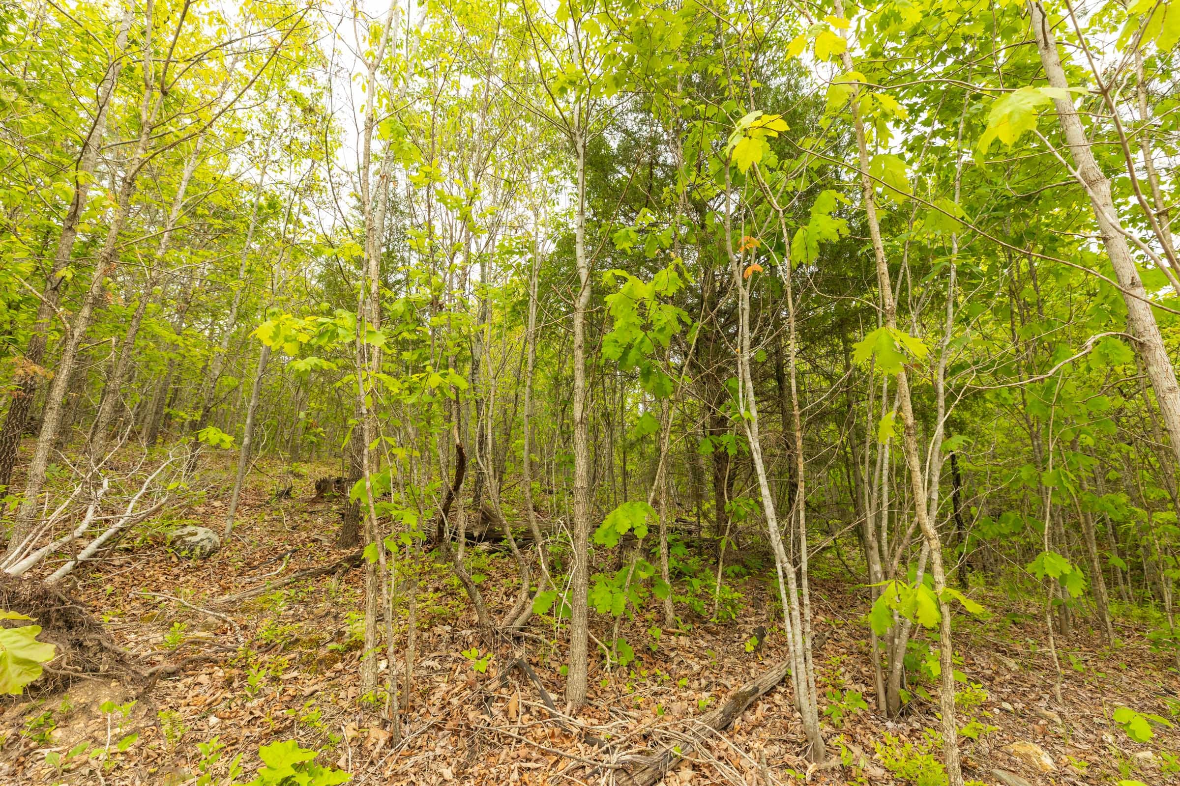 Double S Ranch Tract 7 photo 4
