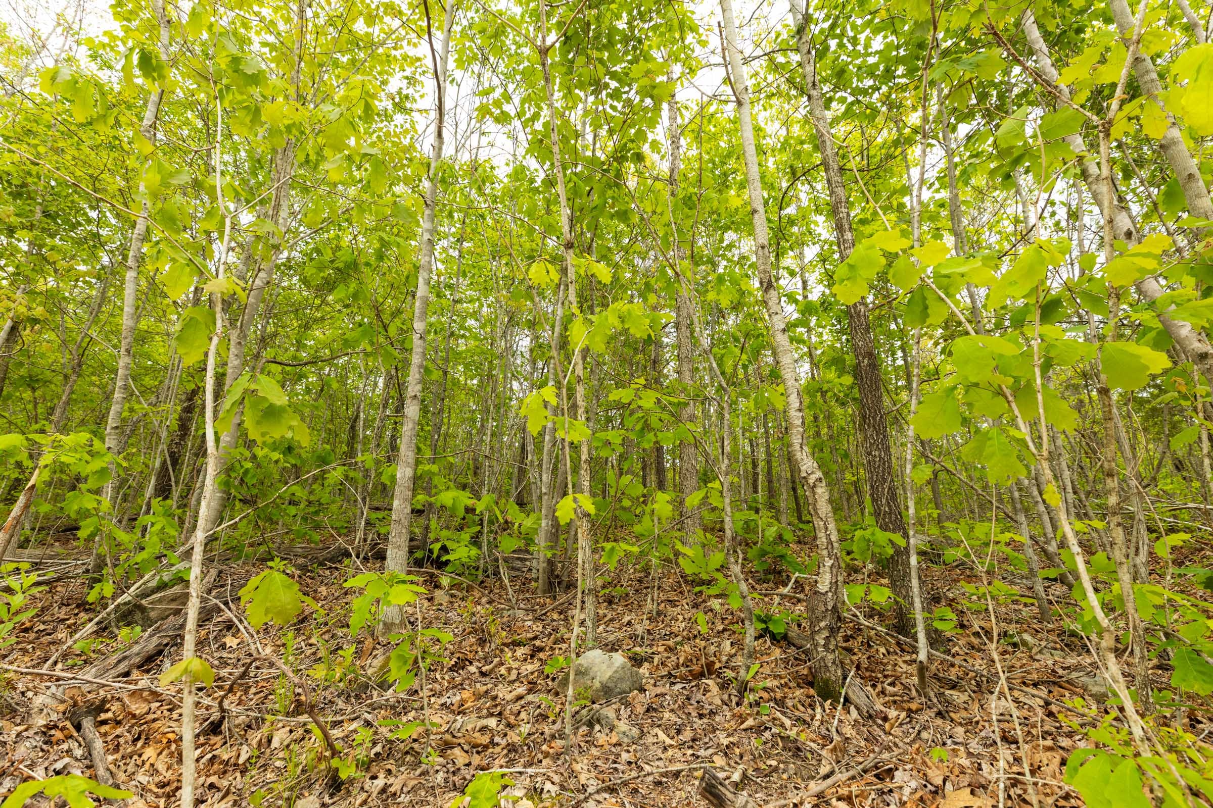 Double S Ranch Tract 7 photo 3
