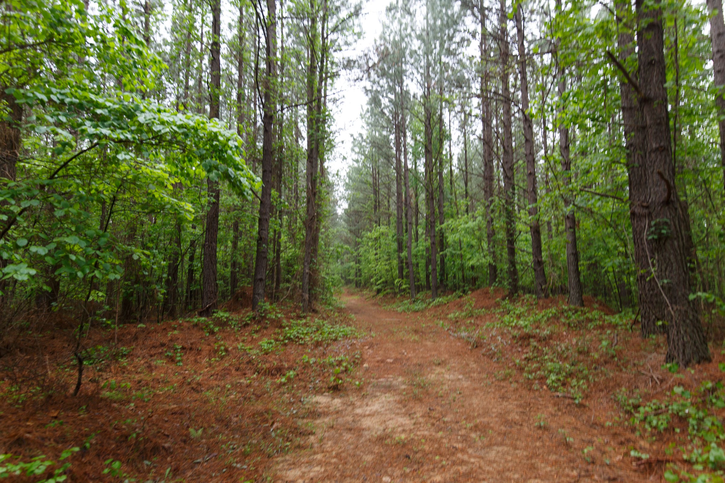 Red Barn Ranch Tract 31 photo 5