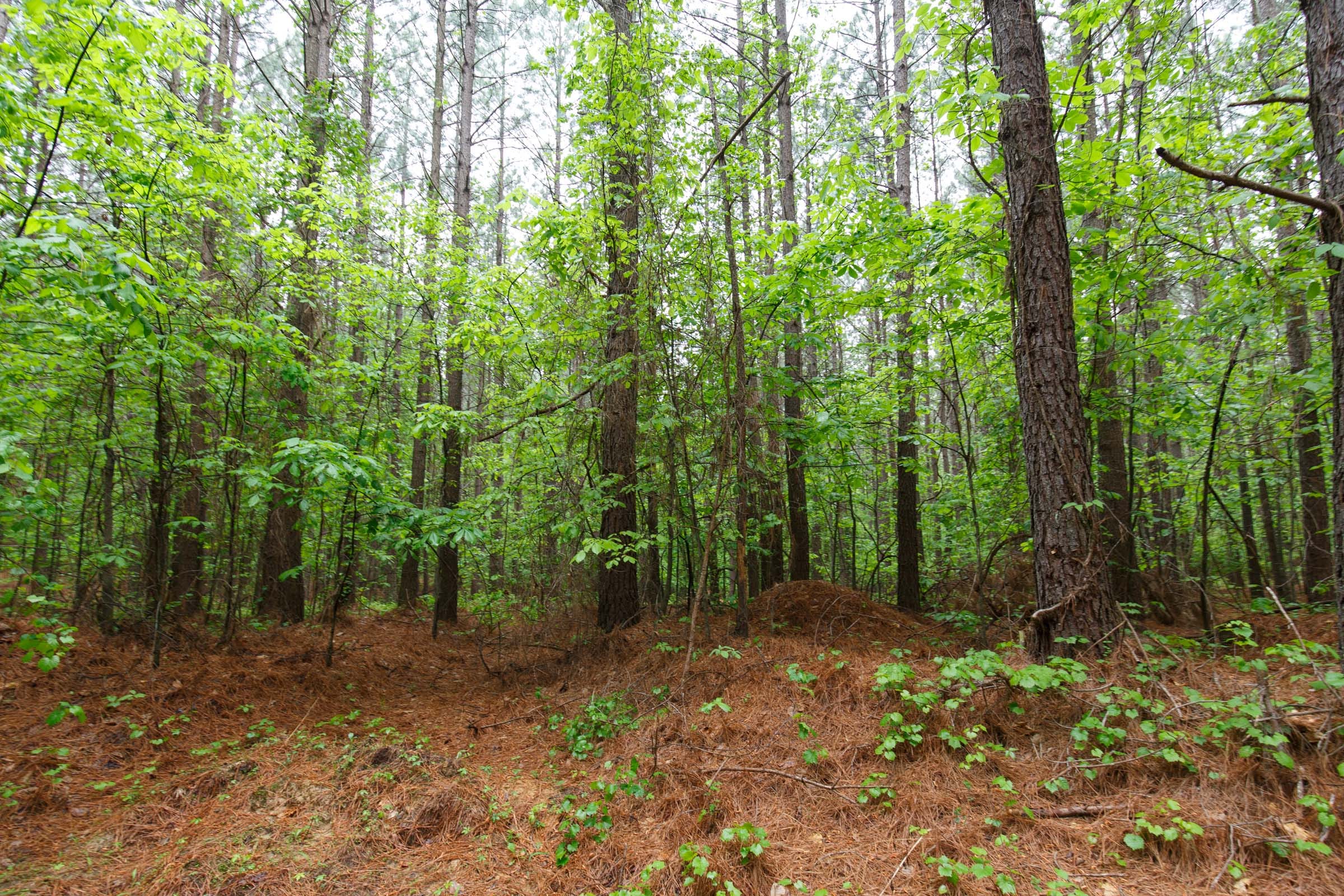 Red Barn Ranch Tract 31 photo 2