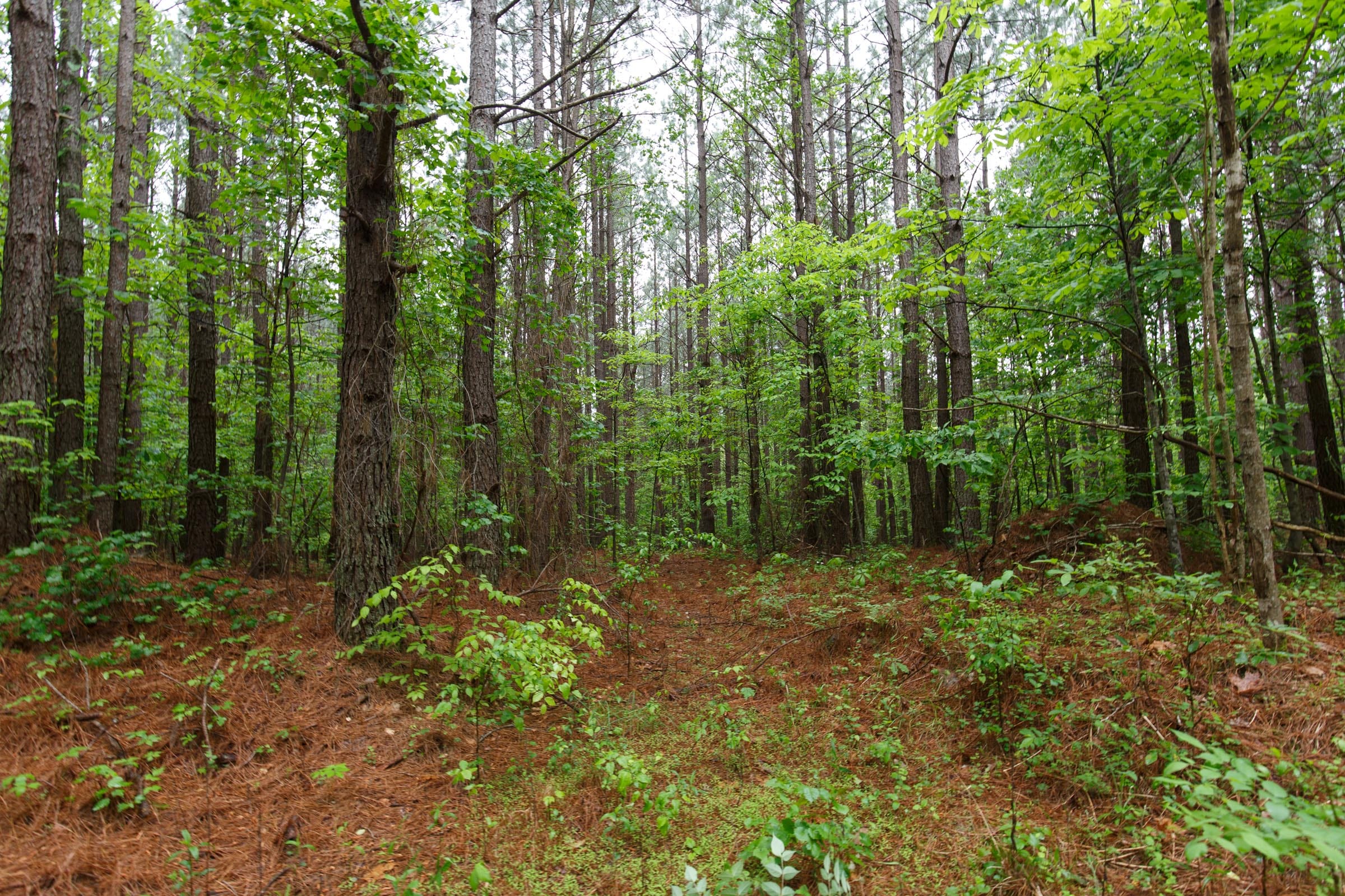 Red Barn Ranch Tract 31 photo 3