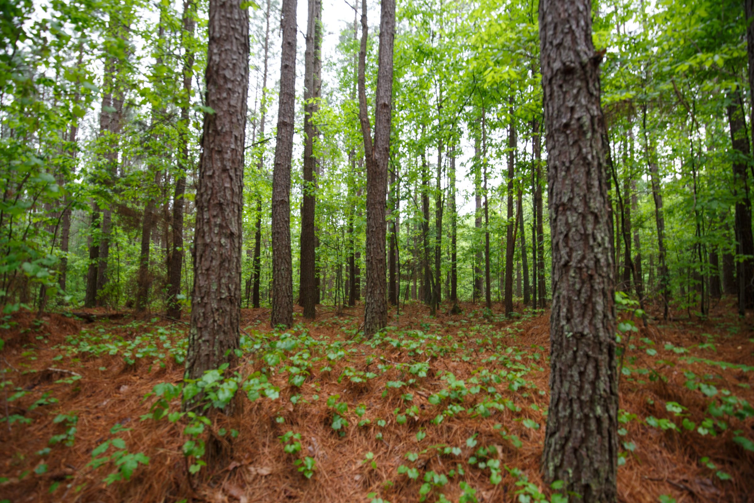 Red Barn Ranch Tract 31 photo 6