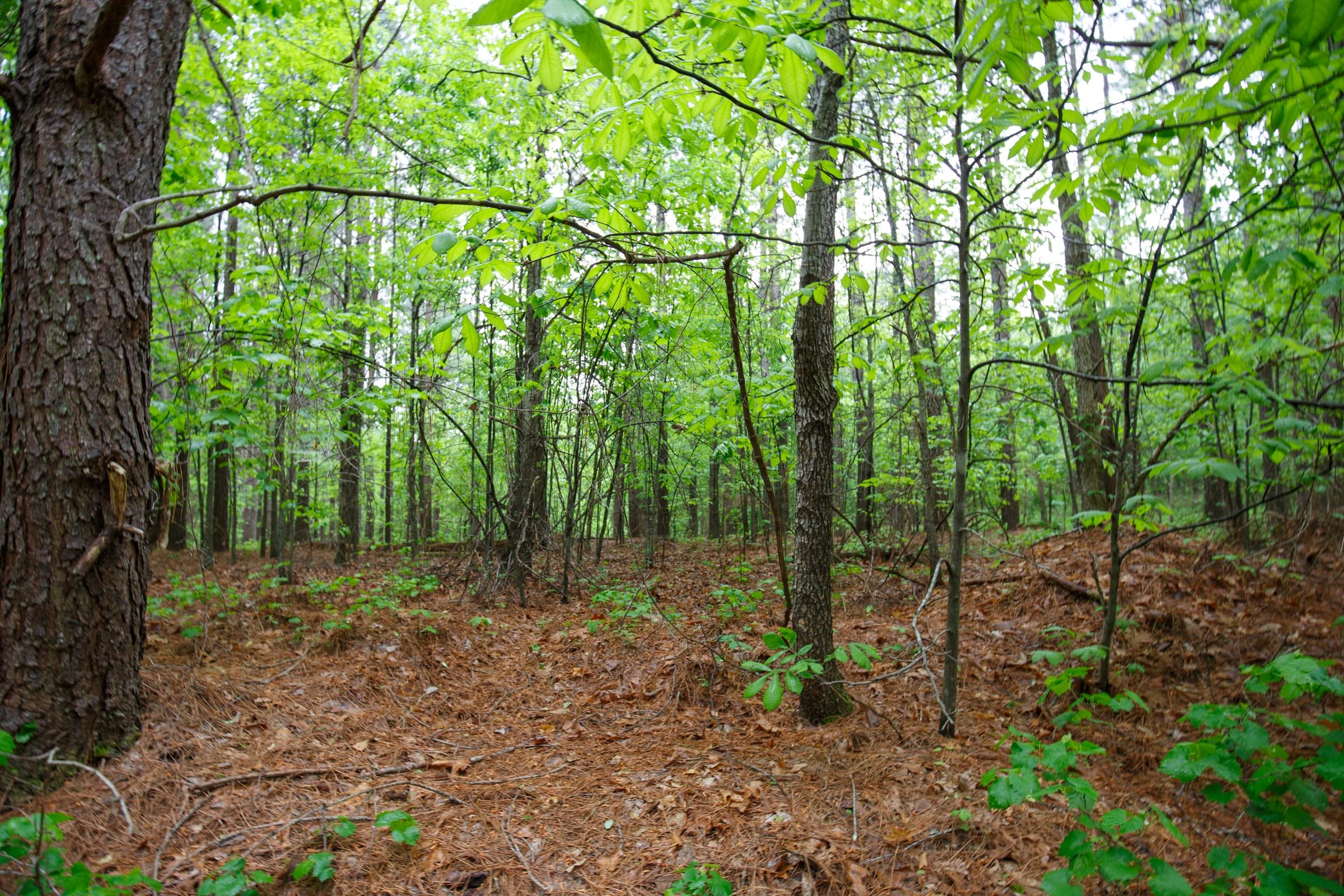 Red Barn Ranch Tract 31 photo 7