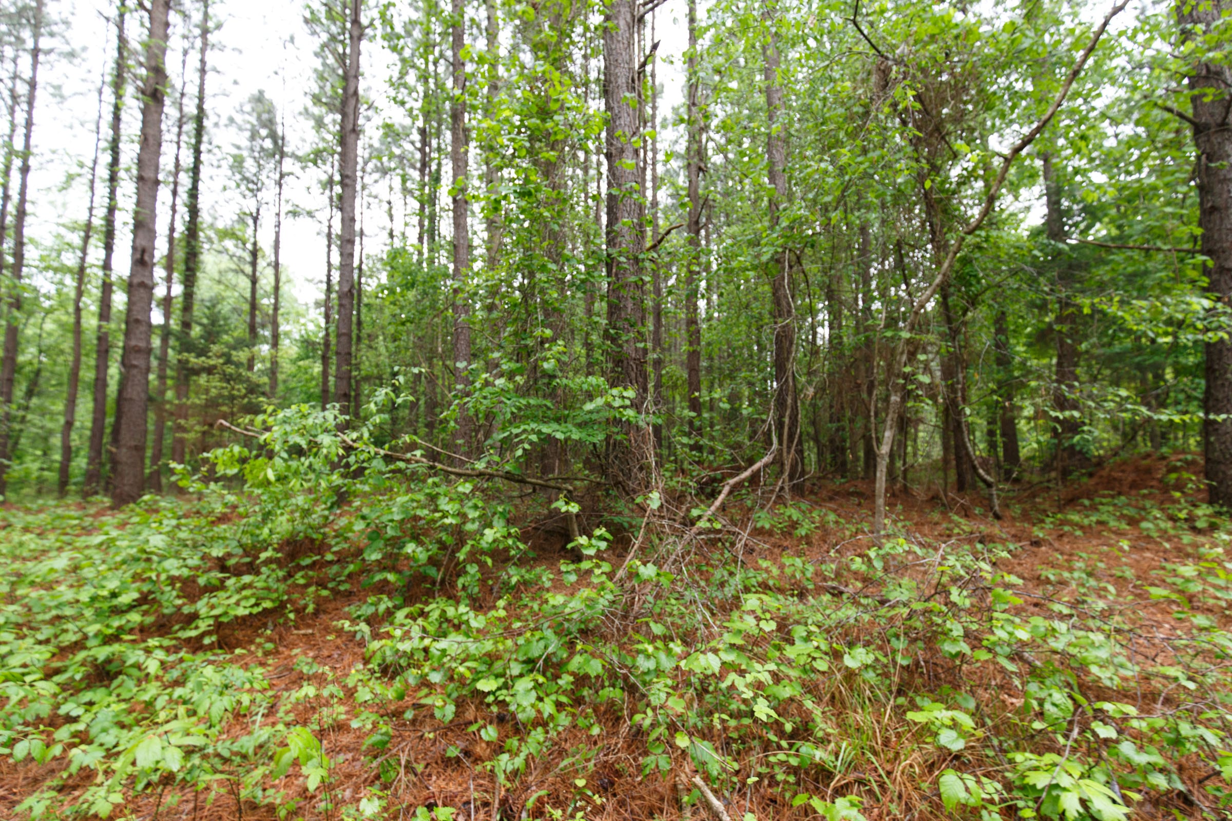 Red Barn Ranch Tract 31 photo 9