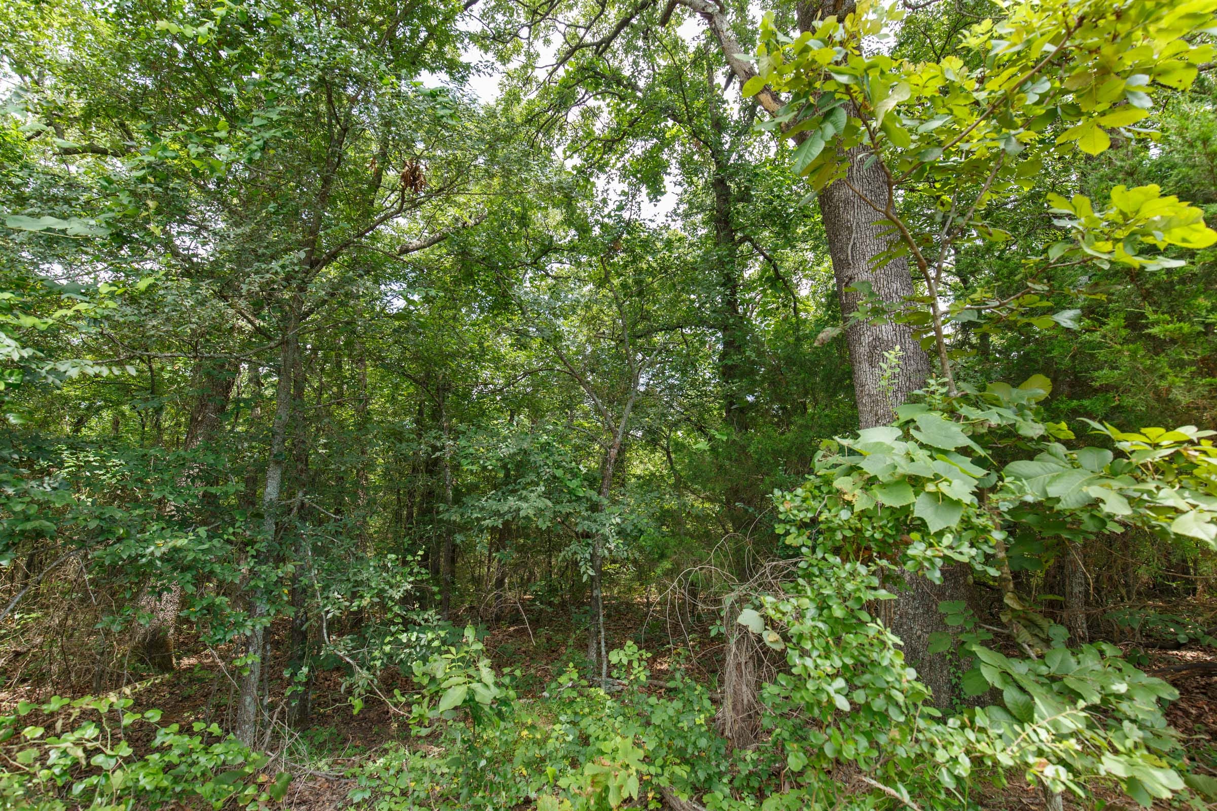 Timber Ridge Tract 35 photo 4