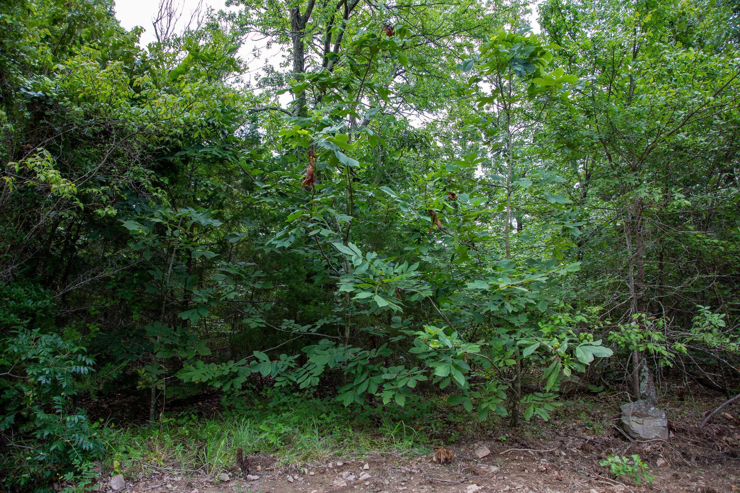 Tyler Stone Ranch Tract 60 photo 3