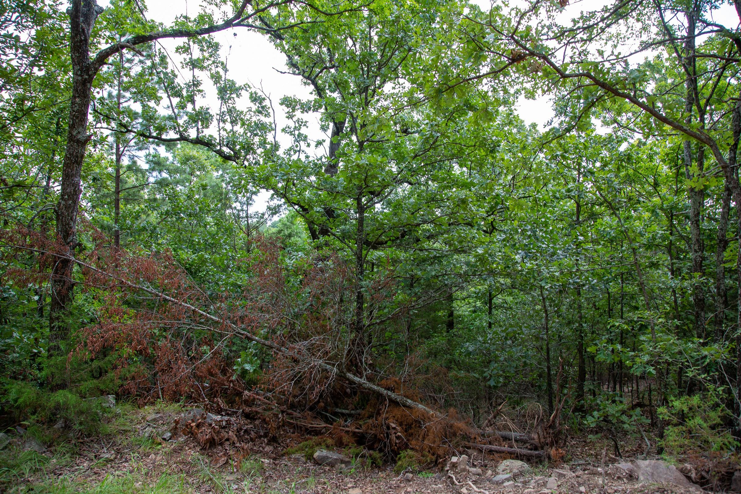 Tyler Stone Ranch Tract 60 photo 13
