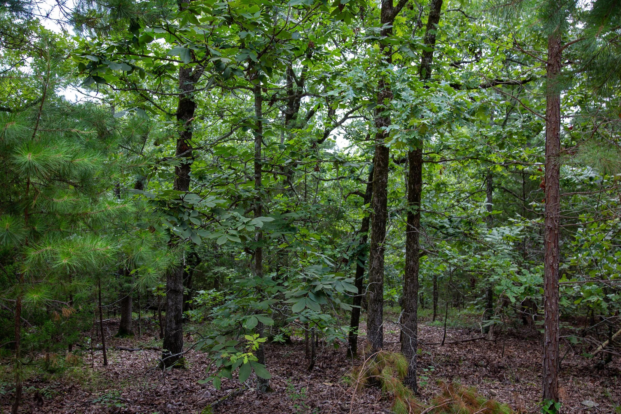Tyler Stone Ranch Tract 60 photo 17