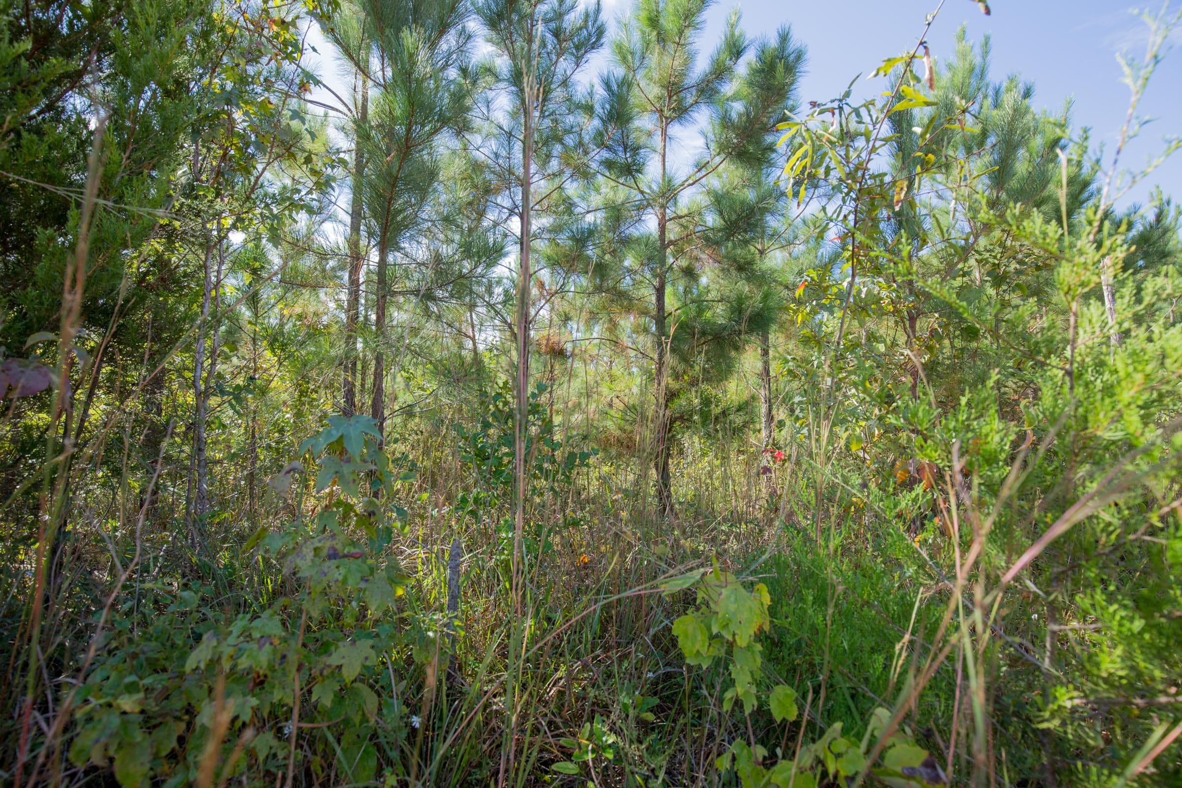 Sky Ranch Tract 1 photo 5