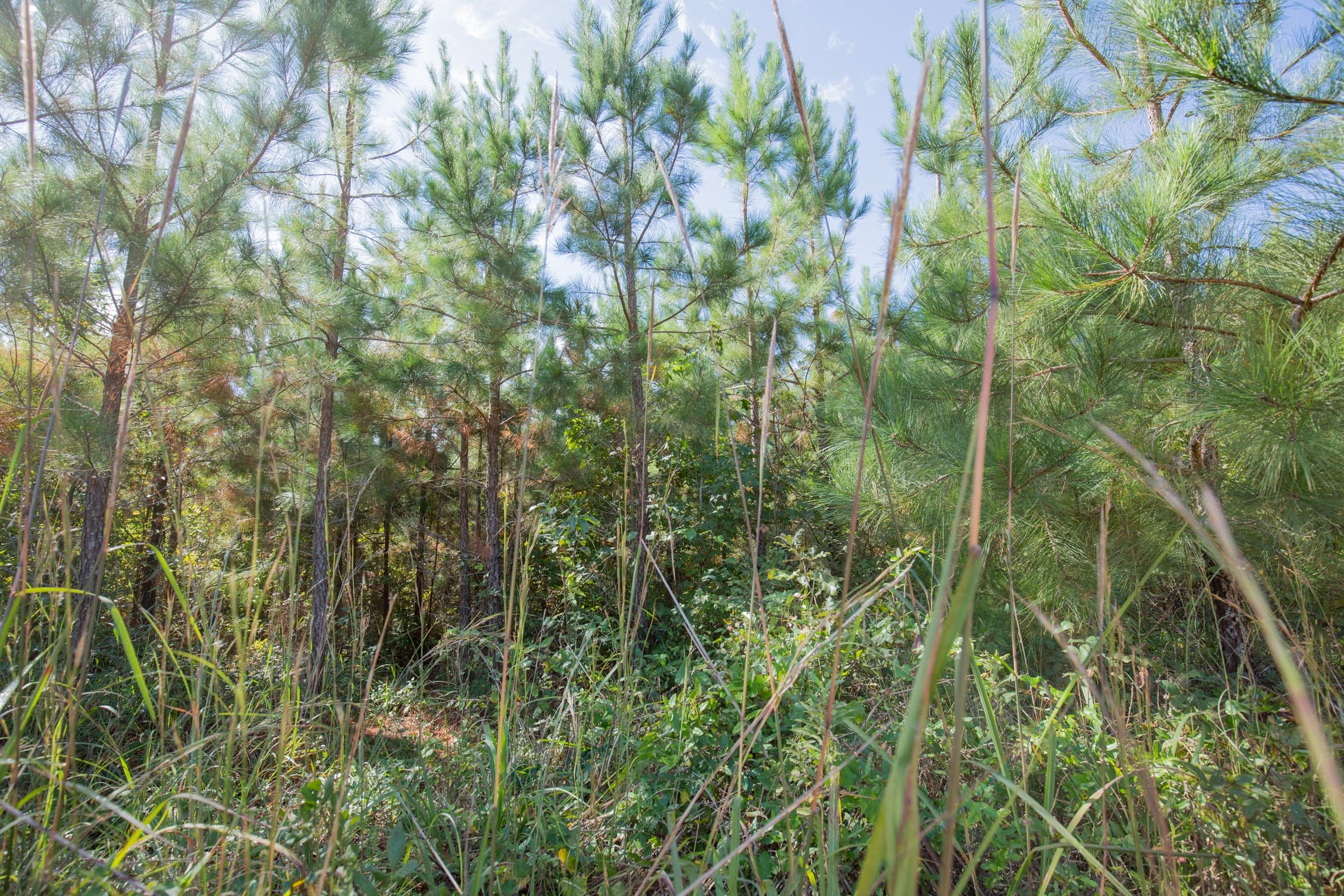 Sky Ranch Tract 1 photo 4
