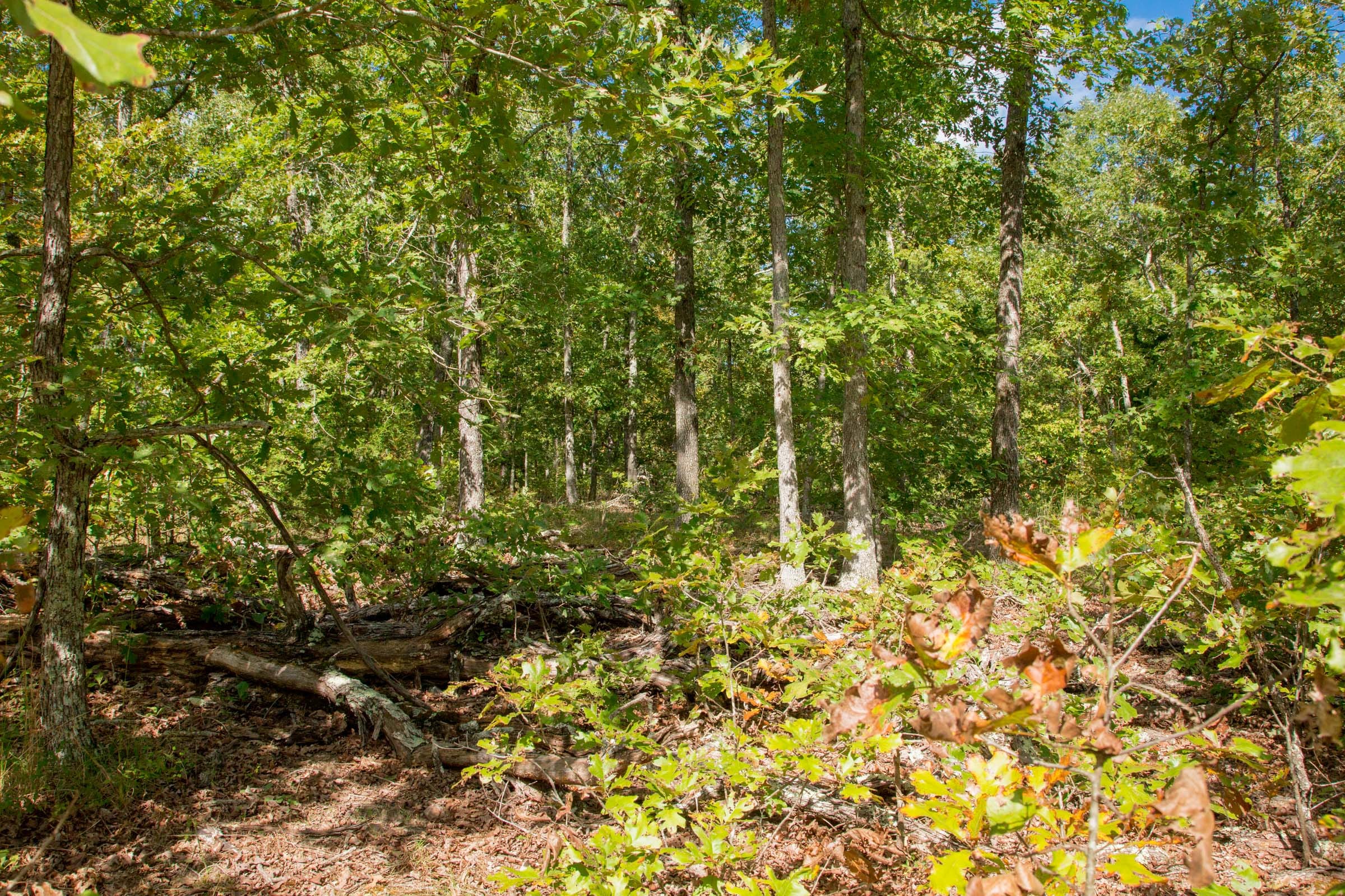 Wagon Wheel Ranch Tract 34 photo 11