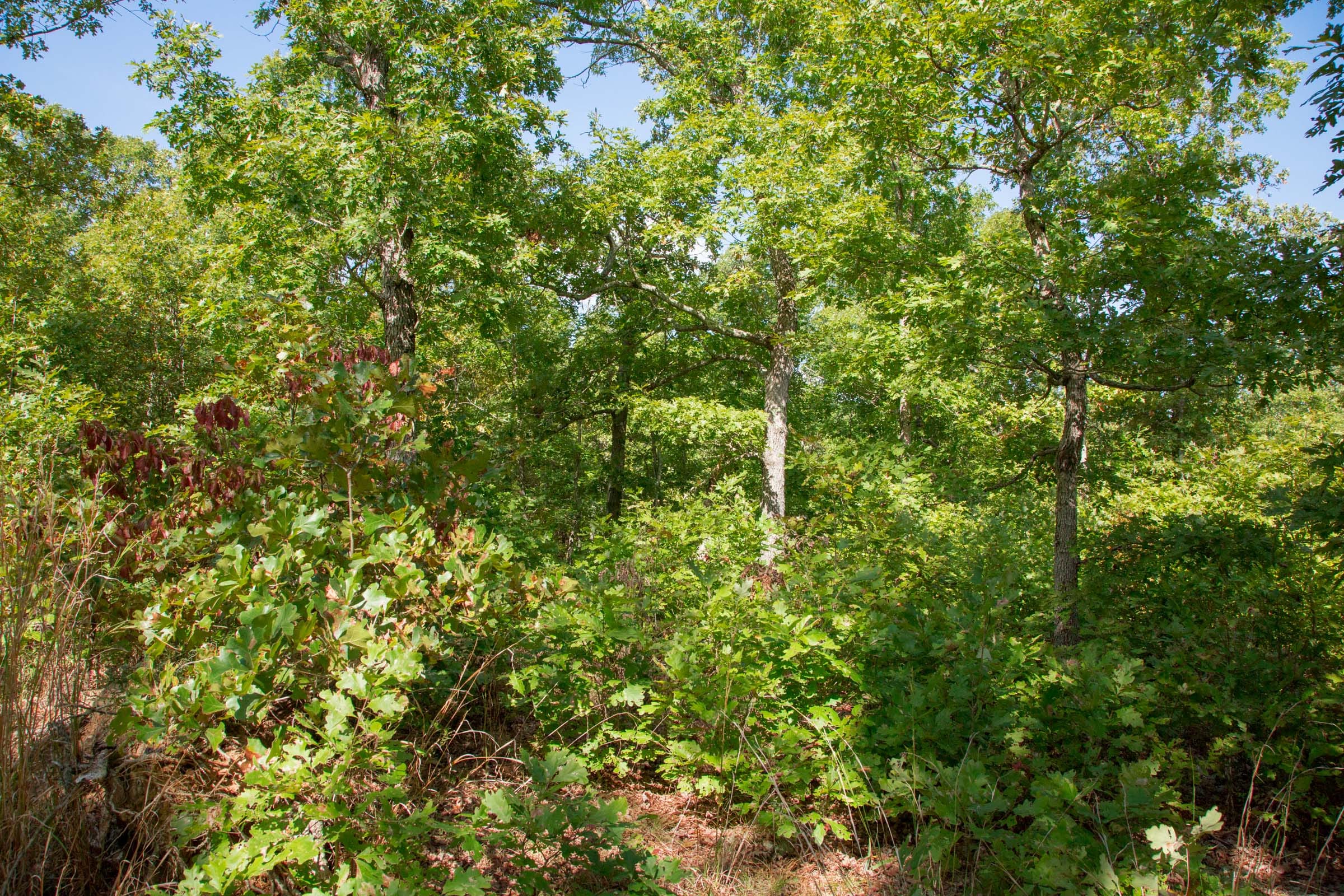 Wagon Wheel Ranch Tract 34 photo 19
