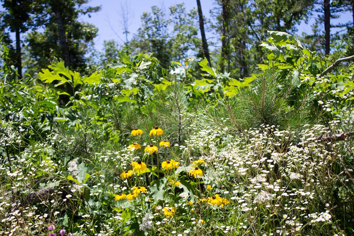 Timber Crossing Tract 22 photo 5