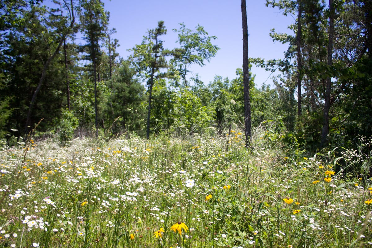 Timber Crossing Tract 22 photo 6