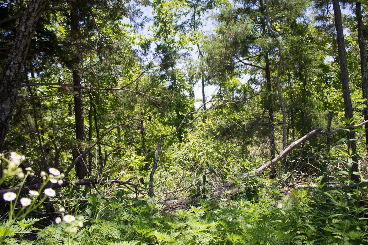 Timber Crossing Tract 22 photo 7