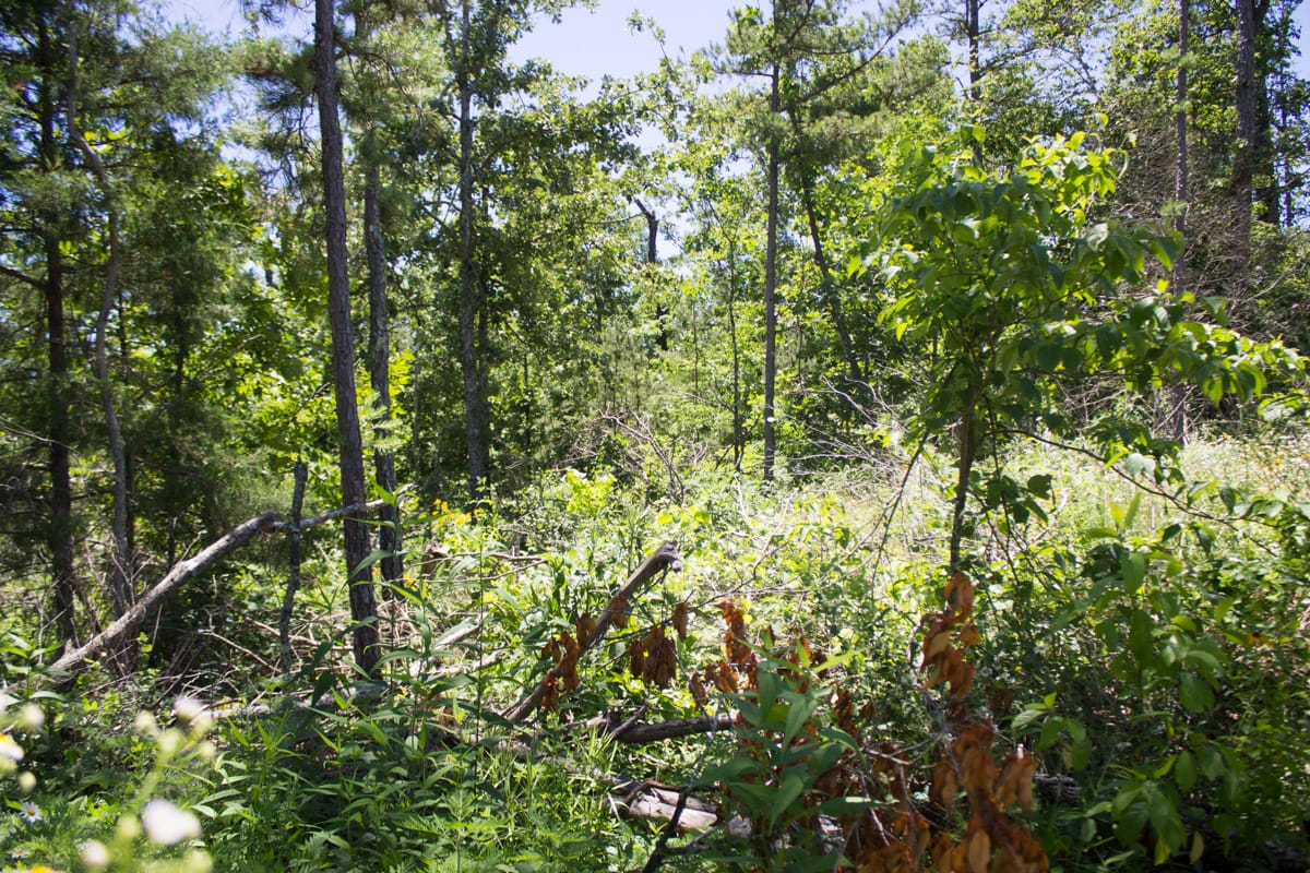 Timber Crossing Tract 22 photo 8