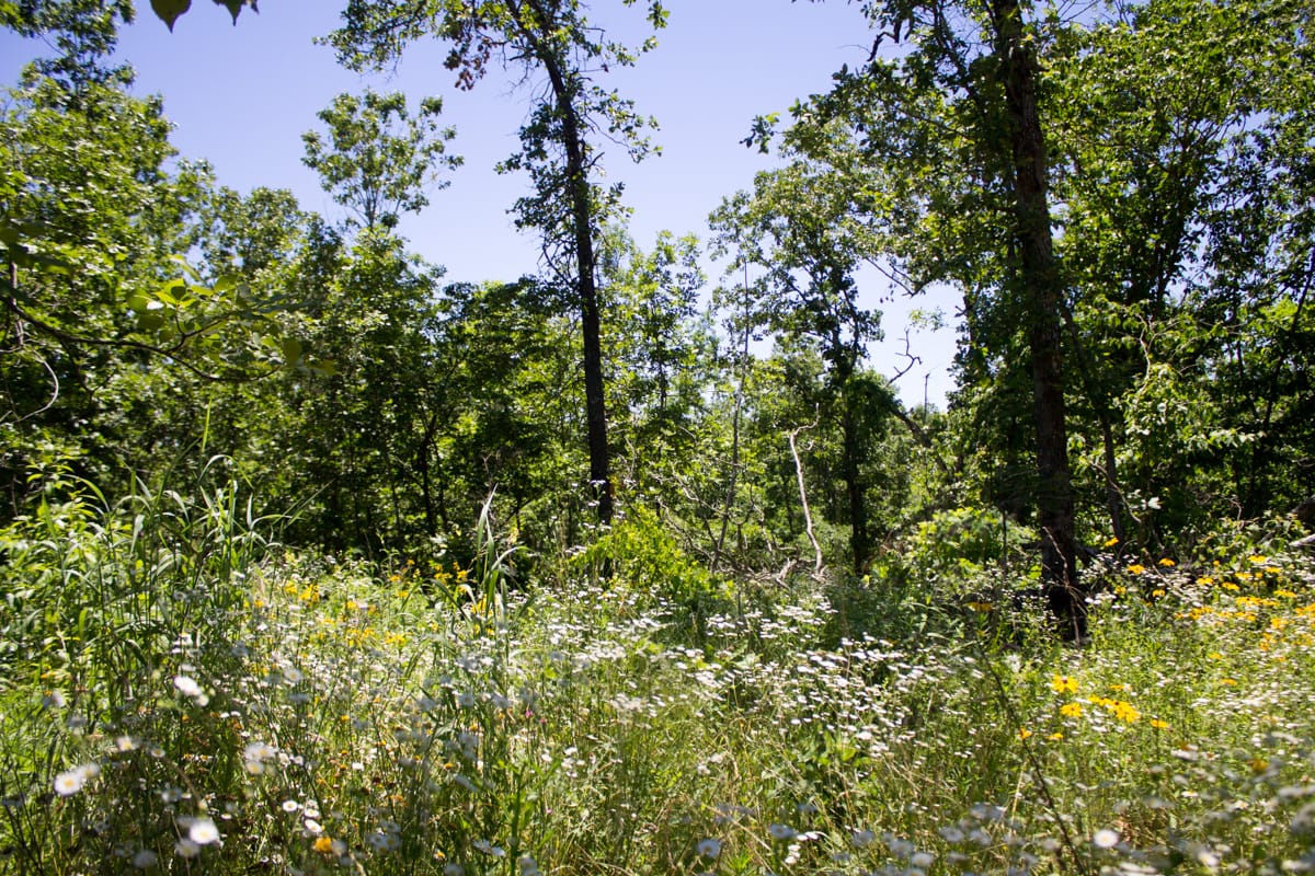 Timber Crossing Tract 22 photo 11