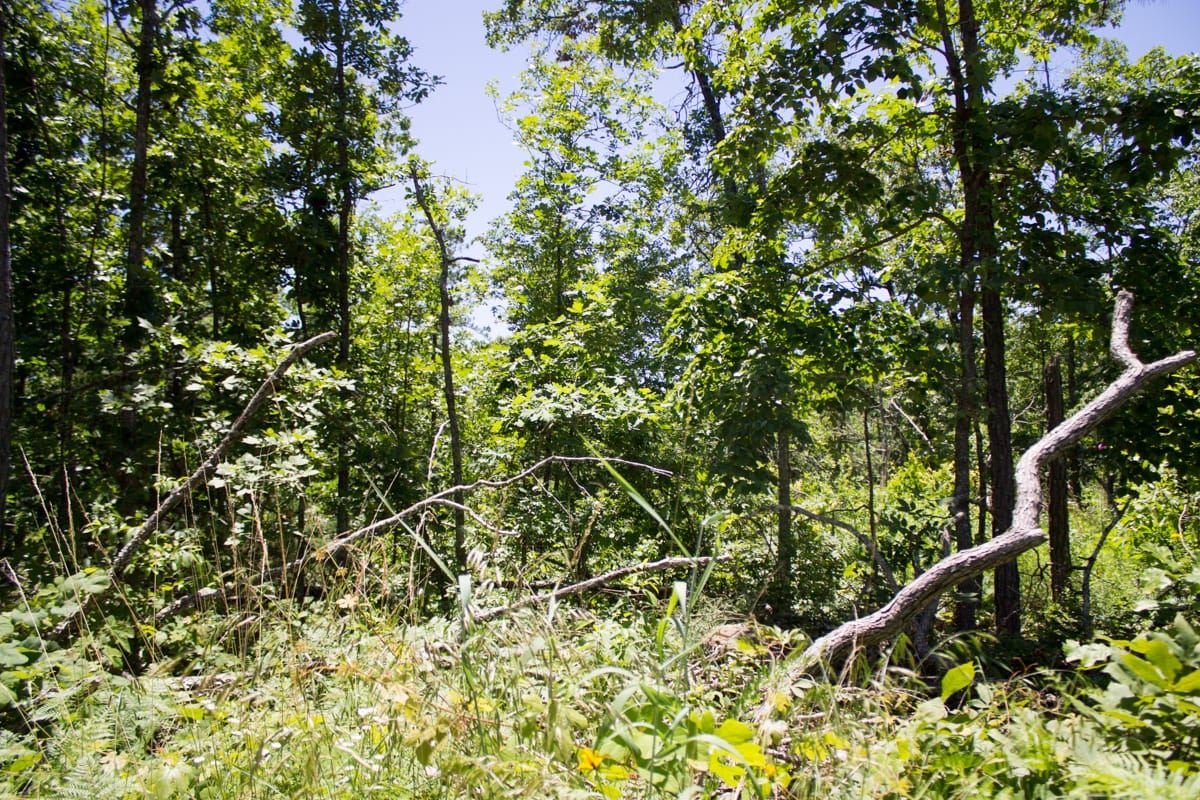 Timber Crossing Tract 22 photo 12