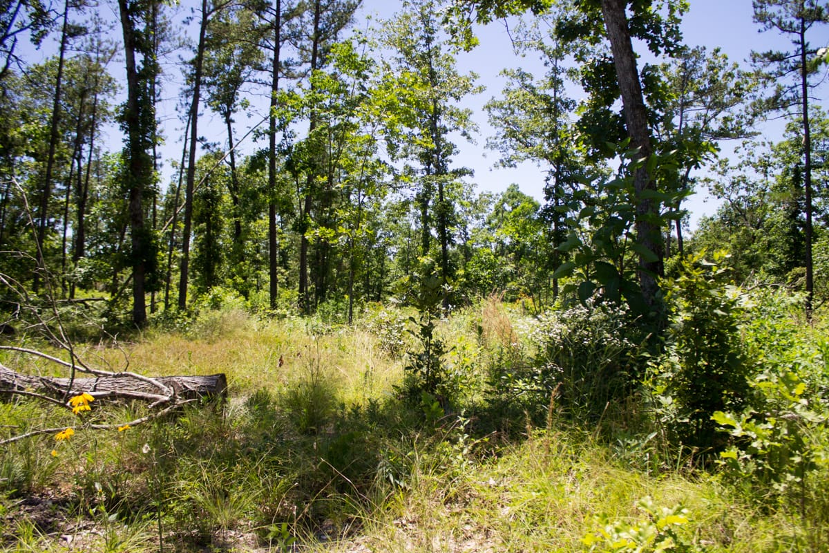 Timber Crossing Tract 22 photo 1