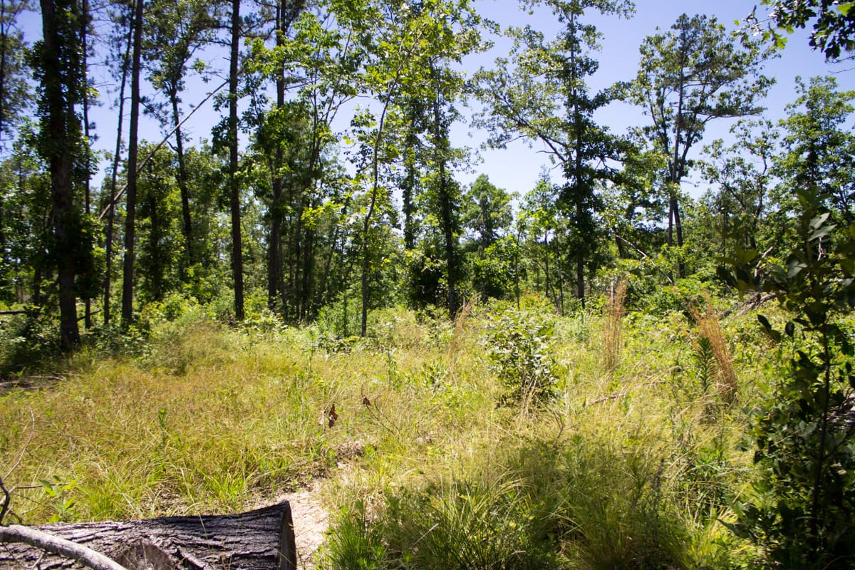 Timber Crossing Tract 22 photo 17