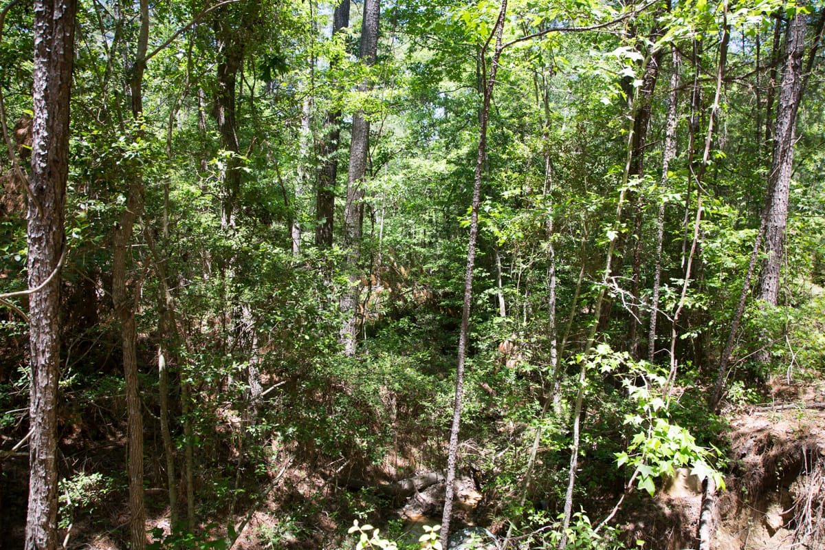 Rayburn Country Tract 243 photo 2