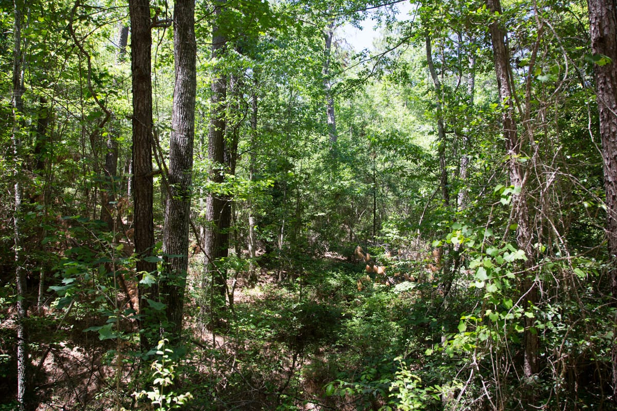 Rayburn Country Tract 243 photo 5