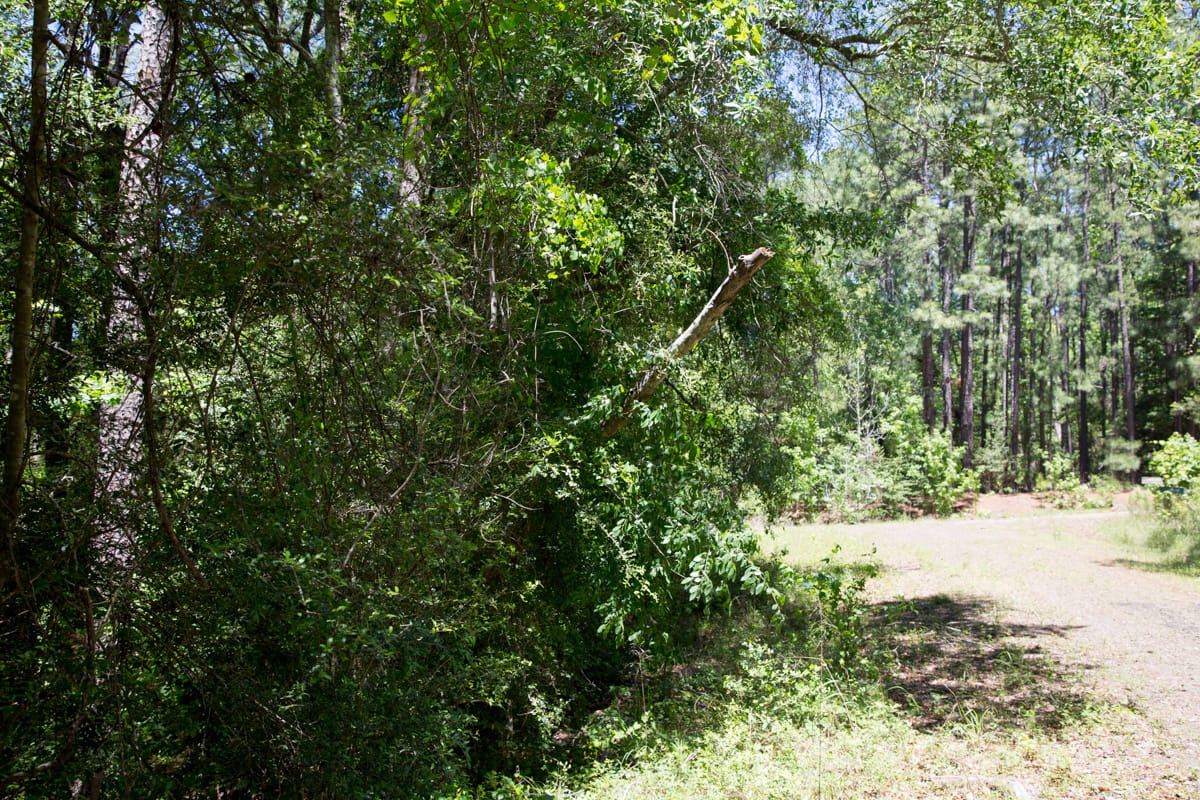Rayburn Country Tract 243 photo 7