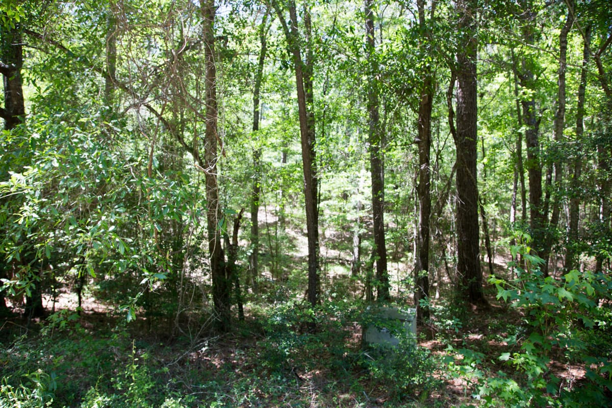 Rayburn Country Tract 243 photo 9