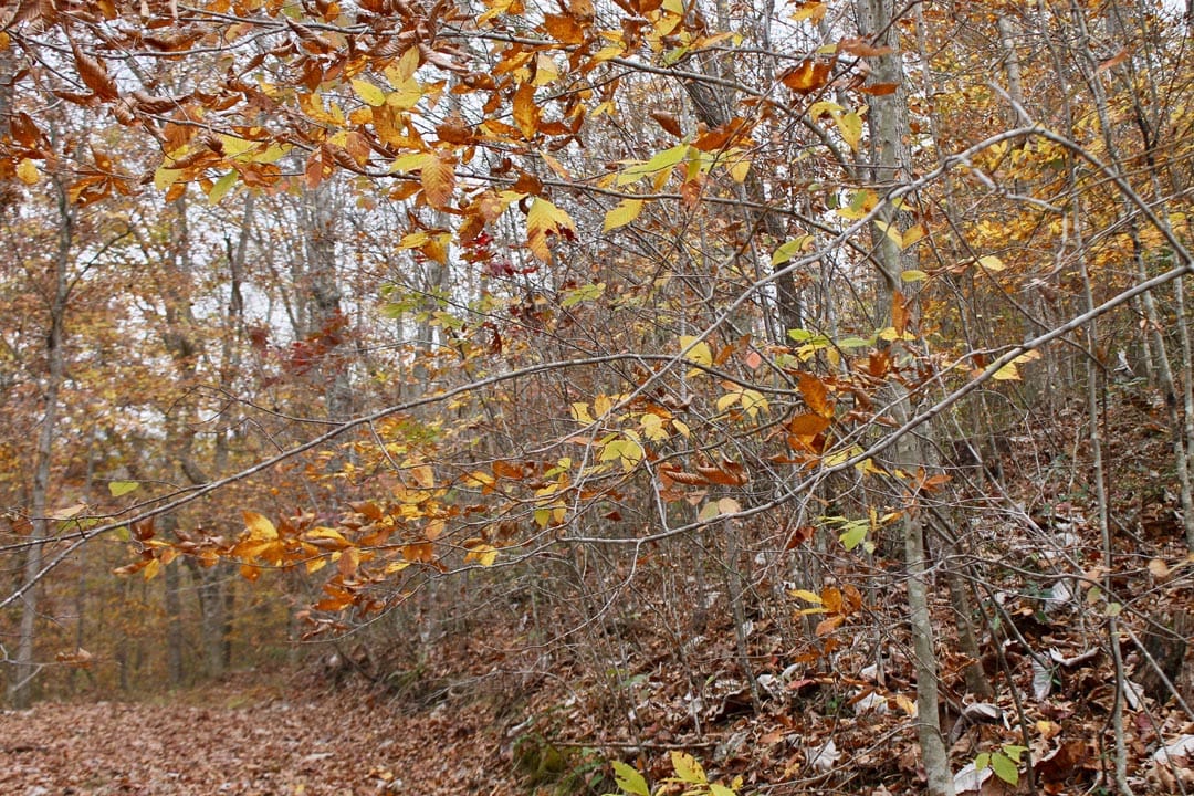Autumn Ridge Tract 5 photo 9