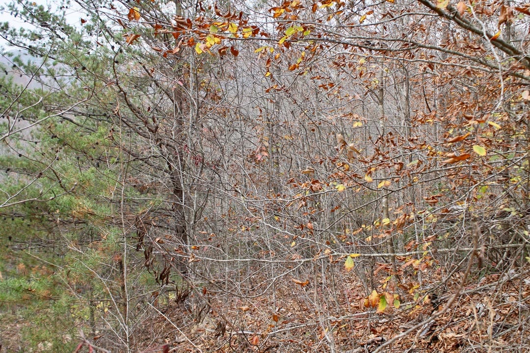 Autumn Ridge Tract 5 photo 10
