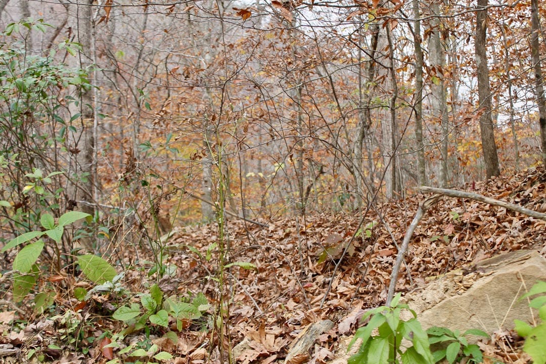 Autumn Ridge Tract 5 photo 12
