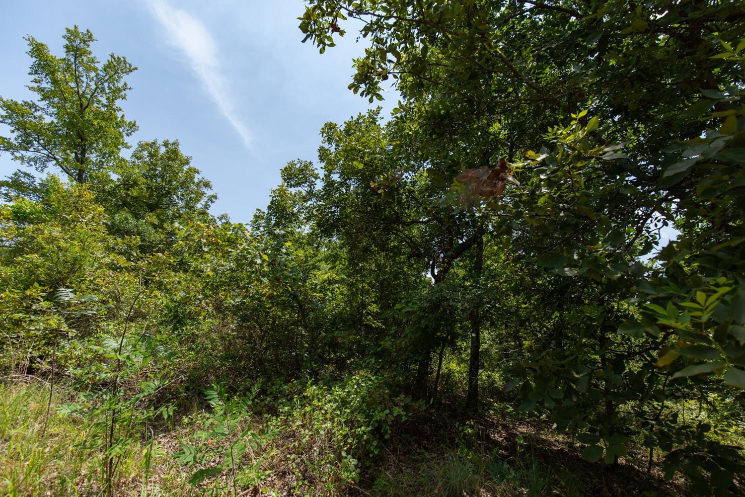 Timber Ridge Tract 60 photo 2
