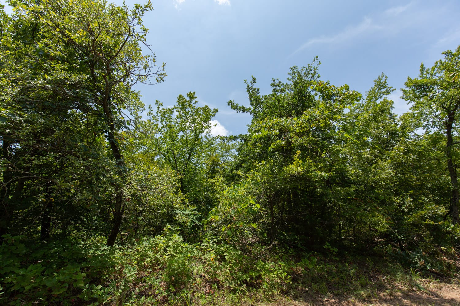 Timber Ridge Tract 60 photo 4