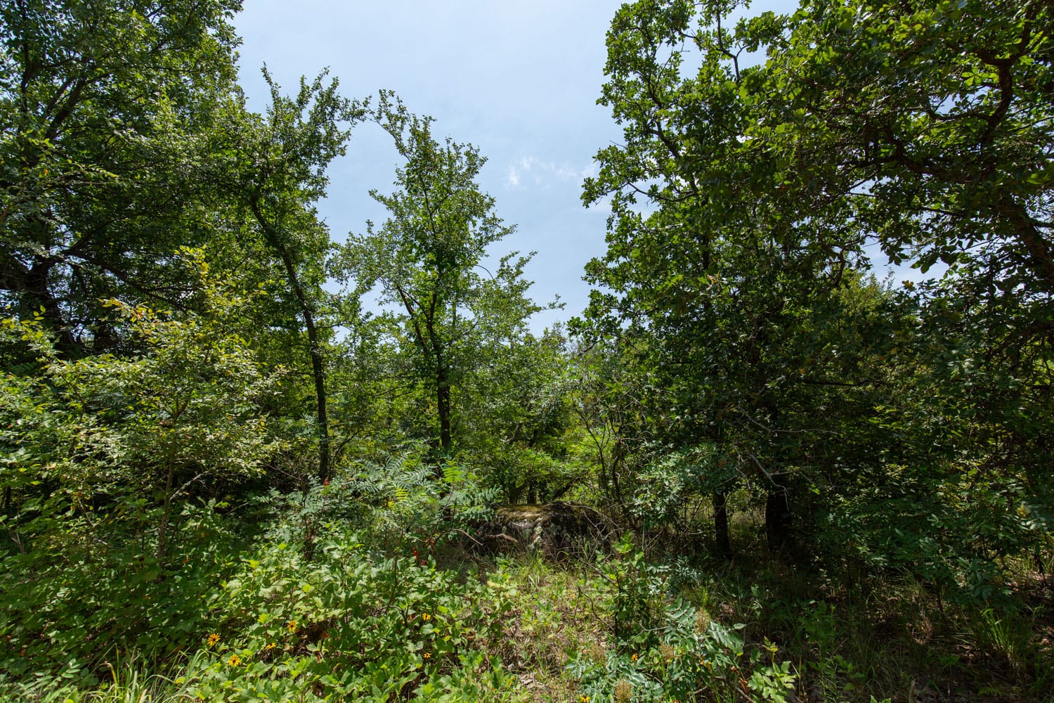 Timber Ridge Tract 60 photo 6