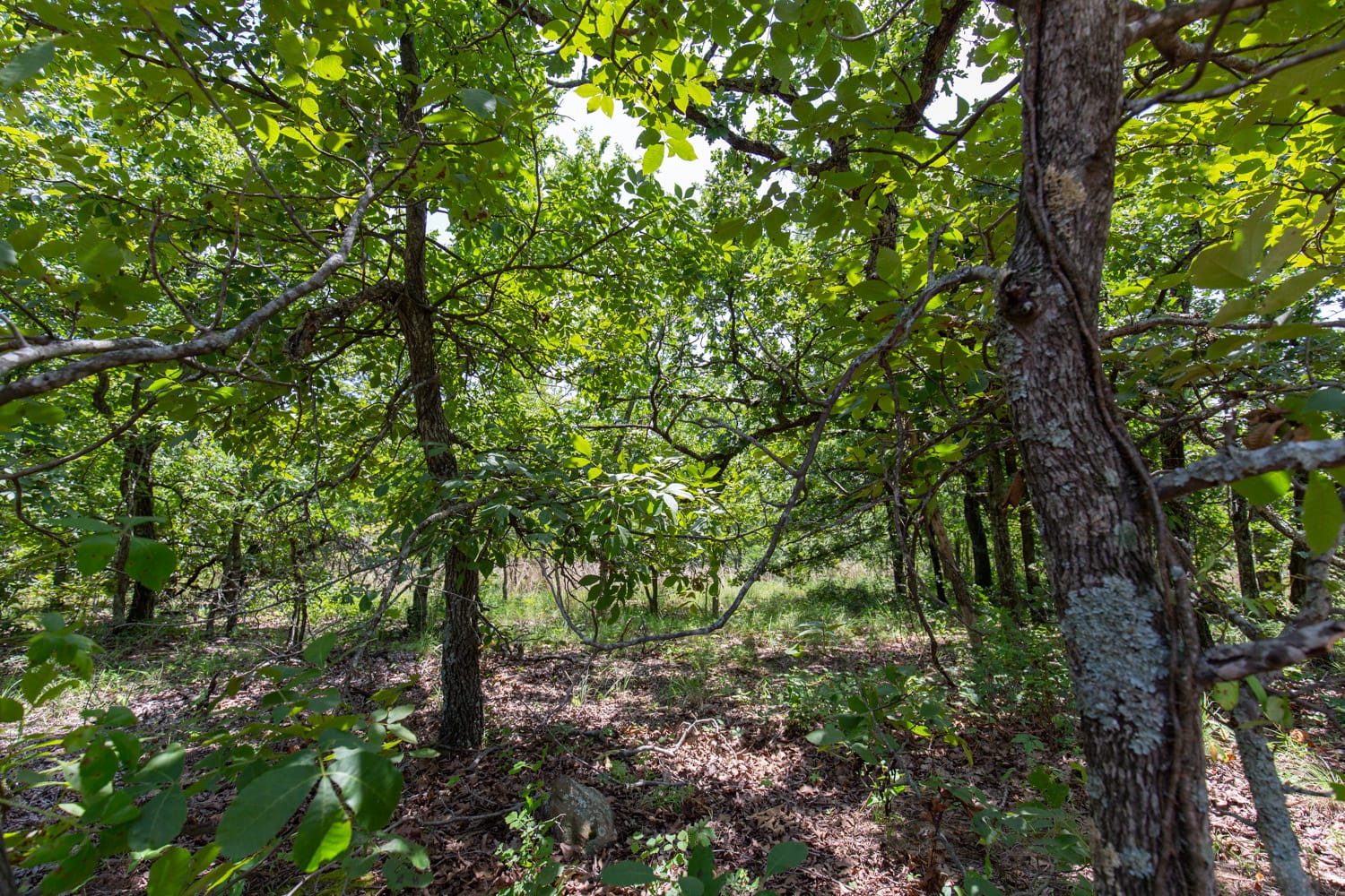 Timber Ridge Tract 60 photo 8