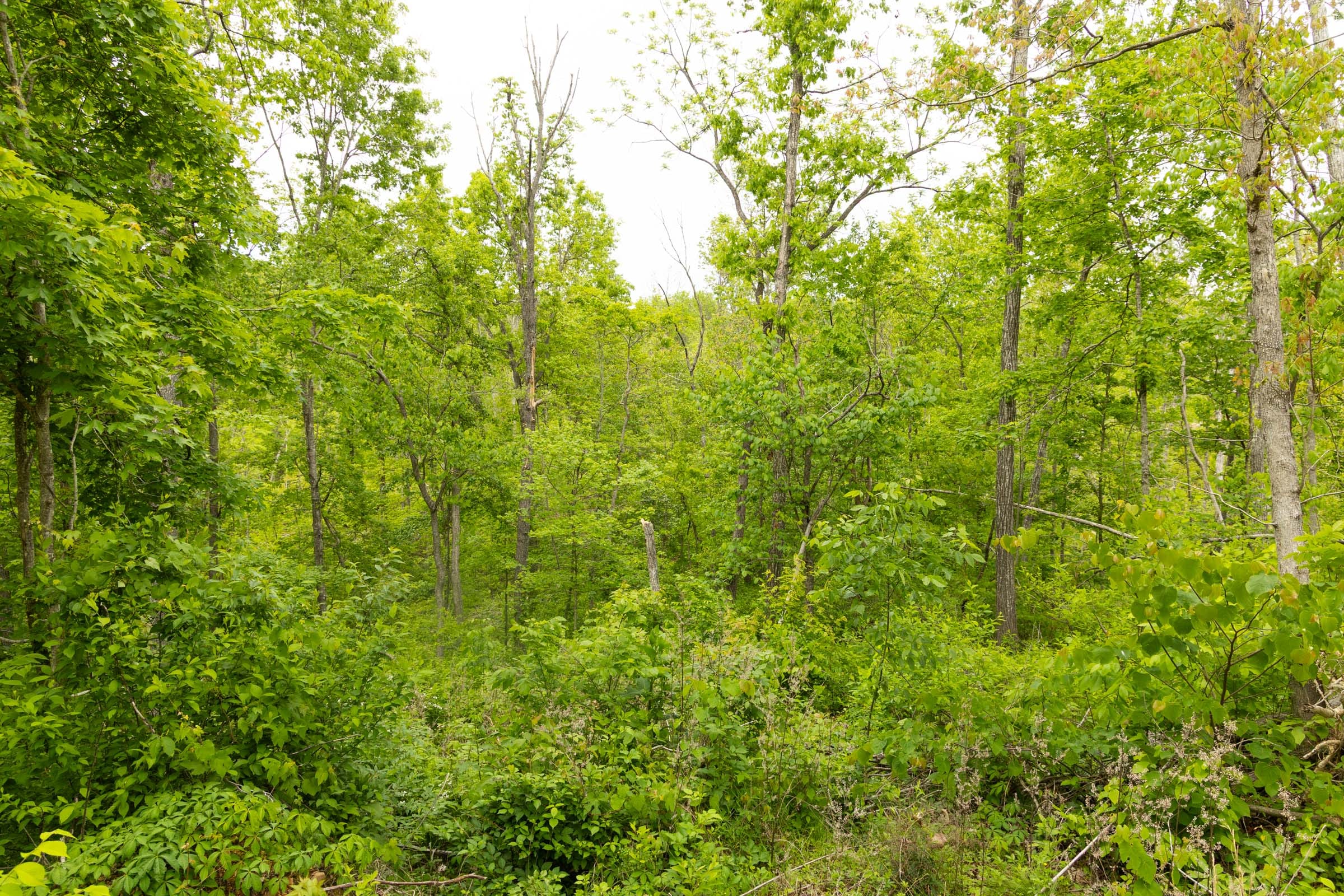 Stardust Estates Tract 31 photo 6